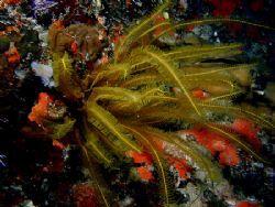The photo of this Chrinoid was taken in the Bahamas and I... by Steven Anderson 